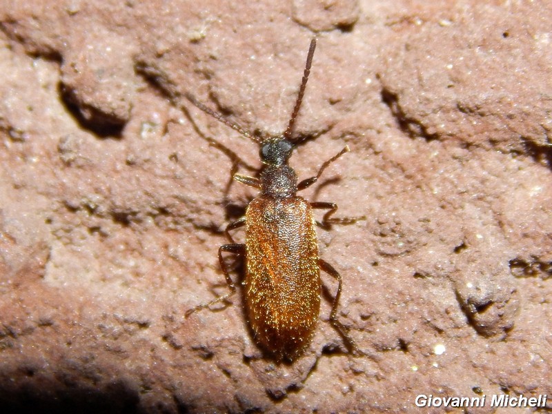 Serie di Tenebrionidae del Parco del Ticino